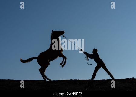 Echte turkmenische Pferde an Raz und Jargalan Region. Iran, nördlichen Provinz Khorasan. Stockfoto