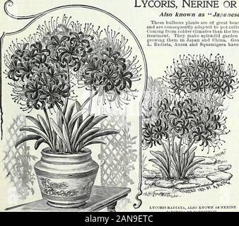 Blumenzwiebeln, Pflanzen und Samen für den Herbst Pflanzung: 1897. HENDERSONS rHUIsTIIAS FOHCINOLILT DER V.4 I, LEY.. Lycoris, "Nerine" oder Guernsey Liles. AJso bekannt als japanische Hardy Amaryllis. Diese knollenpflanzen sind von großer Schönheit, sie gehören der Amaryllis familyand sind folglich angepasst Kultur im Gewächshaus oder Fenster garden.Coming aus kälteren Klimas als die tropische Amaryllis zu Topf, Sie gedeihen unter coolertreatment. Sie herrlichen Garten Pflanzen, und das ist die populäre Weise ofgrowing (Saum in Japan und China. Außerhalb Sie blühen in Richtung Herbst. L. Radiata, Aurea und Squamigera Stockfoto