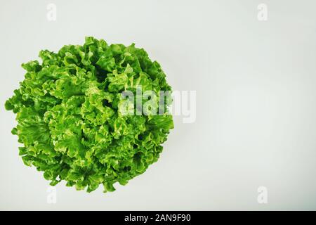 Bündel, frisch, grün Batavia Salat Salat Kopf oben auf weißem Hintergrund mit Kopie Raum isoliert. Gekräuselte Blätter bio Ernte essen, Bauernhof Garten veg Stockfoto