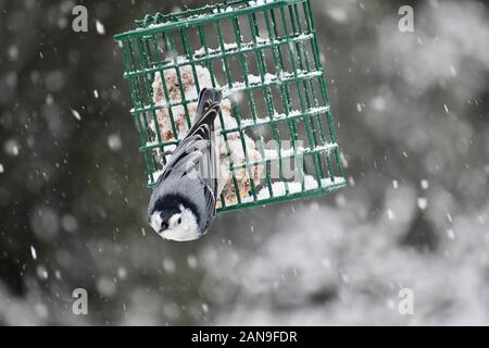 Specht auf eine Klage des Schrägförderers im Schnee Stockfoto