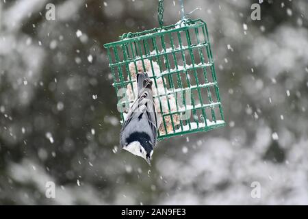 Specht auf eine Klage des Schrägförderers im Schnee Stockfoto