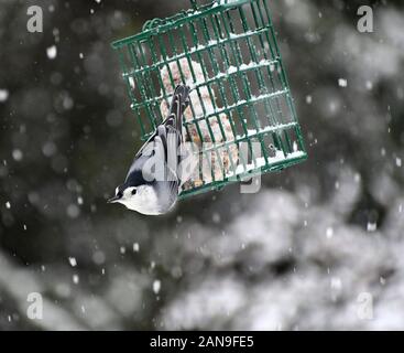 Specht auf eine Klage des Schrägförderers im Schnee Stockfoto