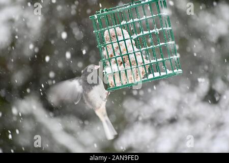 Specht auf eine Klage des Schrägförderers im Schnee Stockfoto