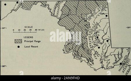 Nordamerikanische Fauna. probablyfrom die Pocomoke Sumpfgebiet, wurden auf Tangier Island, Virginia, 17. bis 19. September 1939, die von A. H. Clark (Murray, 1952). Zucht Bevölkerungsdichte (territorialen Männchen pro 100 ha) - 11 (2 bei 18% Ha) im zweiten - Wachstum river Swamp (roter Ahorn, sweetgum, schwarz Gummi, etc., mit dichtem Unterwuchs von Holly, süße pepperbush, andgreenbrier) in Worcester County 1948 (Springer und Stewart, 1948 d). WORM-EATING WARBLER Helmitheros vermivotus (Gmelin) Status. die Tierzucht (siehe Abb. 49): Ziemlich häufig in der Ridgeand Tal abschnitt, und vor Ort in der Region Piemont Abschnitt; unc Stockfoto