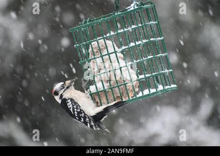 Specht auf eine Klage des Schrägförderers im Schnee Stockfoto