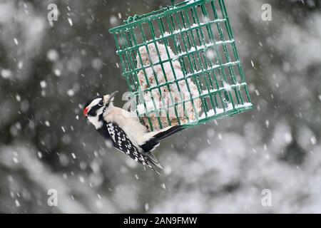 Specht auf eine Klage des Schrägförderers im Schnee Stockfoto