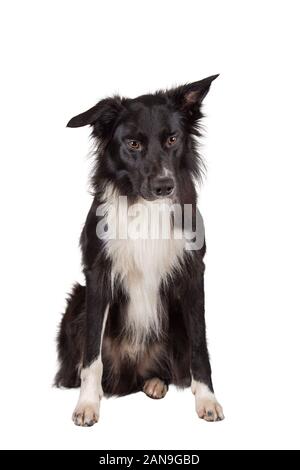 In voller Länge Porträt einer traurige und nachdenkliche reinrassigen Border Collie Hund schaut nachdenklich. Nette freundliche Haustier suchen mit intelligenten Augen. Gelangweilt und USV Stockfoto