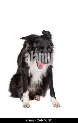 Volle Länge Portrait von Müde reinrassigen Border Collie Hund auf weißem Hintergrund mit Kopie Raum isoliert Gähnen. Langweilig Schwarz und Weiß faul Welpen pet-si Stockfoto