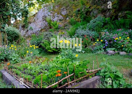 Blick auf das erhöhte Bett im kleinen Garten im hinteren Land, der Salatblätter, Petersilie, Blumen und Gemüse im Mai Carmarthenshire Wales UK KATHY DEWITT anwächst Stockfoto