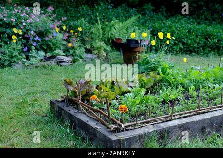 Blick auf Hochbeet-Gemüse-Patch in kleinen Mai Garten wächst Salat, Ringelblumen und Welsh Mohnblumen in Mai Carmarthenshire Wales UK KATHY DEWITT Stockfoto