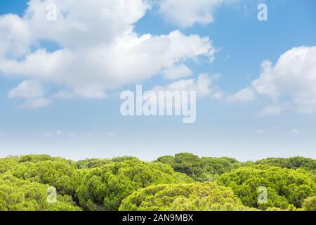 Panoramablick auf den Wipfeln der Kiefern und tiefen blauen Himmel Stockfoto