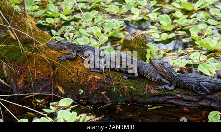 3 junge amerikanische Alligatoren; liegen auf einander, Log, Alligator mississippiensis; Tier; Natur; Ruhe; Tierwelt; CREW Rookery, Naples, FL, Florid Stockfoto