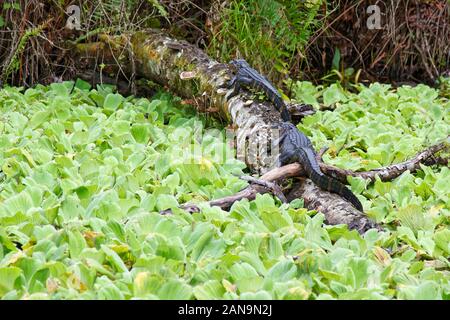 2 junge amerikanische Alligatoren; liegen auf log; Salatblätter, Alligator mississippiensis; Streifen; Tier; Natur; Ruhe; Tierwelt; CREW Rookery; Naple Stockfoto