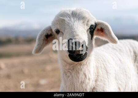 Süßes Lamm in die Kamera schaut, Berge im Hintergrund Stockfoto