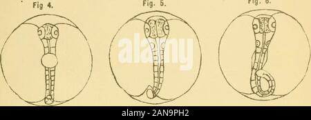 Bericht über die Lancashire Meer - Fischerei Labor an der Universität von Liverpool, der fischzuchtanstalt an Piel.. . Abb. 6.. Abb. 7 Abb. ". Abb. 9. Stockfoto