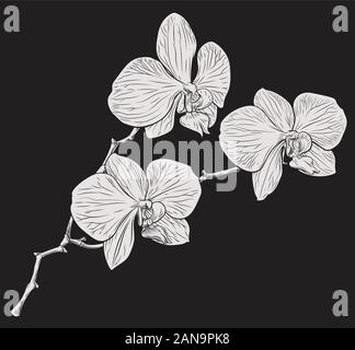 Orchid Flower Holzschnitt Radierung Stock Vektor