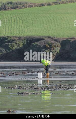 Einsamer Mann / Angler / Fischer, der nach Ragworm oder Lugworm zum Angeln gräbt, am Par Beach in Cornwall. Stockfoto