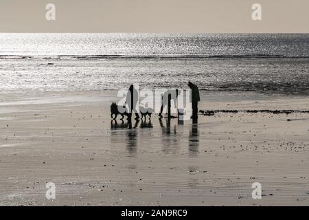 Silhouette der Hundegängerbesitzer, die ihre beiden Hunde an Par Beach, Cornwall, Großbritannien und Mann laufen, die nach Angelködern im Sand graben [? Lugwürmer]. Gezeitenströmung. Stockfoto