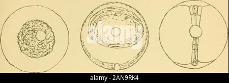 Bericht über die Lancashire Meer - Fischerei Labor an der Universität von Liverpool, der fischzuchtanstalt an Piel.. . A. Scott, del Hexe. Abb. 1. Abb. 2. Platte IV. Abb. 3.. Abb. 6. Stockfoto