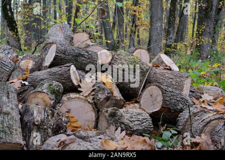 Haufen Brennholz Eiche in der Mitte des Herbstes Eichenwald, ausgeschnitten und bereit für den Transport, Ansicht schließen Stockfoto