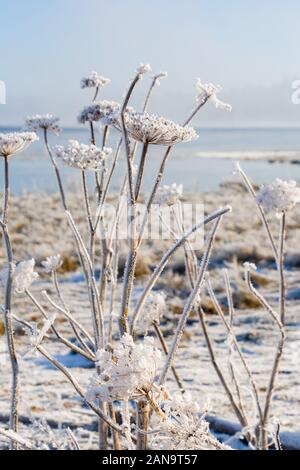 Frozen Pflanzen auf einem kalten Winter Strand. Stockfoto