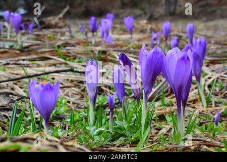 Viele wilde Frühling Krokusse in einem Feld, in einer Reihe Stockfoto