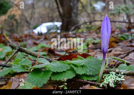 Wilde krokusse Knospe mit Tautropfen nach schweren Frühling Regen, Ansicht schließen Stockfoto