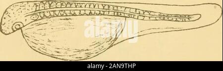 Bericht über die Lancashire Meer - Fischerei Labor an der Universität von Liverpool, der fischzuchtanstalt an Piel.. . A. Scott, del Hexe. Abb. 1. Abb. 2. Platte IV. Abb. 3. Stockfoto