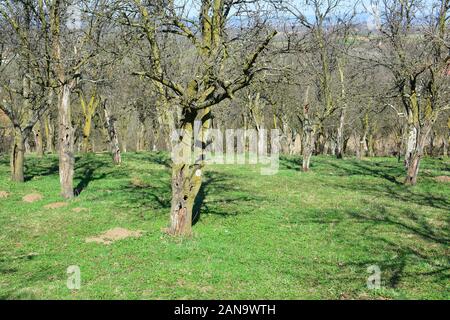 Sehr alter Pflaumengarten im Frühjahr vor der Blüte und dem Blättern, mit vielen beschädigten Bäumen, aber immer noch nützlich Stockfoto