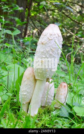 Kleine Gruppe von Shaggy Ink Coprinus comatus Cap oder Pilze, leckere essbare Pilze, im natürlichen Lebensraum wächst, vertikale Ausrichtung Stockfoto