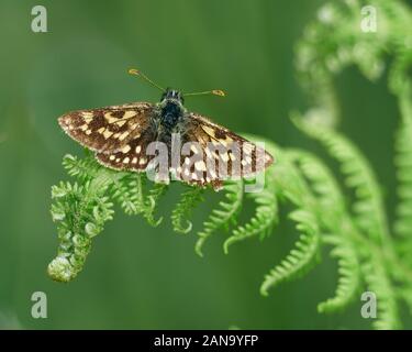 Carterocephalus palaemon Chequered skipper Schmetterling an Glasdrun in der Nähe von Fort William in den Highlands von Schottland Großbritannien Stockfoto