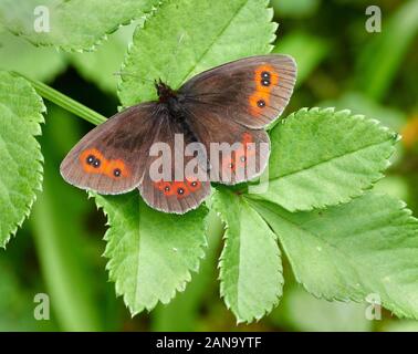 Scotch Argus Butterfly Erebia Aethiops am Smardale Gill in Cumbria, Großbritannien Stockfoto