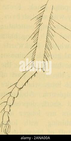 Diptera Danica: Gattungen und Arten von Fliegen, die bisher in Dänemark gefunden. Abb. 13. Antenne? Von L.brevirostris. x 40. Asilidae. 33. Stockfoto