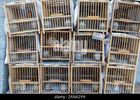 Hong Kong Bird Market; kleine Vögel in Käfigen zum Verkauf - Kowloon Hong Kong Asien Stockfoto