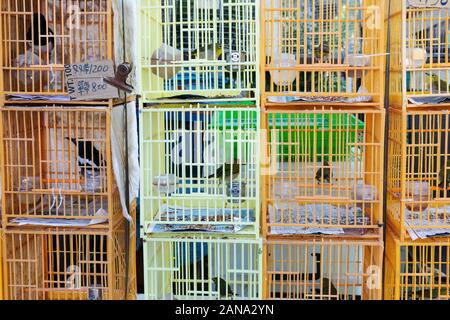 Tiermarkt Asien - Käfigvögel auf dem Hong Kong Vogelmarkt, Kowloon, Hong Kong Asien Stockfoto