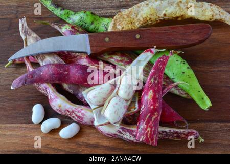 Töpfe und Körner von Jungen, Bio und bunte Bohnen auf dunklem Hintergrund mit Messer für Gemüse Stockfoto