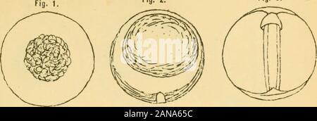 Bericht über die Lancashire Meer - Fischerei Labor an der Universität von Liverpool, der fischzuchtanstalt an Piel.. . Platte II. Abb. 2 Abb. 3.. Abb. 9. Stockfoto