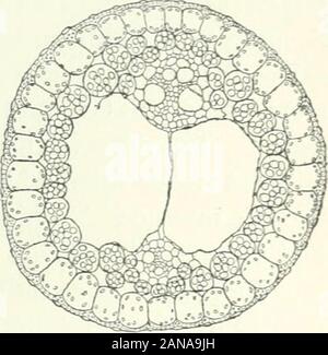 Organography von Pflanzen, insbesondere der archegoniatae und spermaphyta. abbrechen. Wir haben Gelegenheit, wieder zu Thissubject beim Umgang mit phylloclades. Die auffallende Ähnlichkeit zwischen beobachtbaren thesterile shoot-Achsen von Pflanzen wie Heleocharis^ und Scirpus lacustris und die zylindrische Blätter ofaon |° shootTnTLIverfeaion. ^ J uncus - diese früher wurden daher desig- gerechnet sterile culms - und die Tatsache, dass alle diese Pflanzen unter essentiallythe gleiche Bedingungen Leben geführt haben, zu der Annahme, dass die Konformation des theassimilation - Organe ist der Utilitarismus in beiden Fällen. Die Blätter des Stockfoto