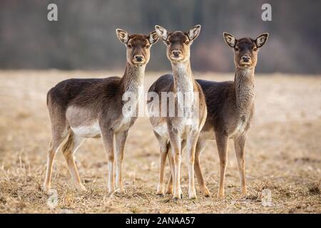 Drei Damwild Hinds auf einer Wiese aufmerksam auf der Suche Stockfoto