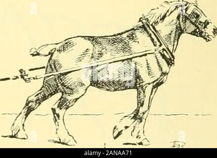 Die Punkte der Pferd: Eine bekannte Abhandlung über equine Konformation. Abb. 69. Abb. 70. Stockfoto