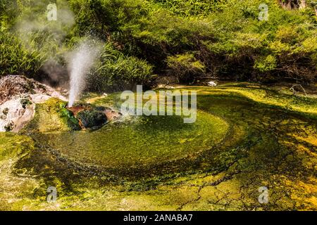 Heißes Wasser Feder an das Vulkantal Waimangu, Rotorua, Bay of Plenty, Neuseeland Stockfoto