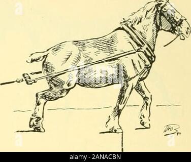 Die Punkte der Pferd: Eine bekannte Abhandlung über equine Konformation. Abb. 67. Abb. 68. Stockfoto