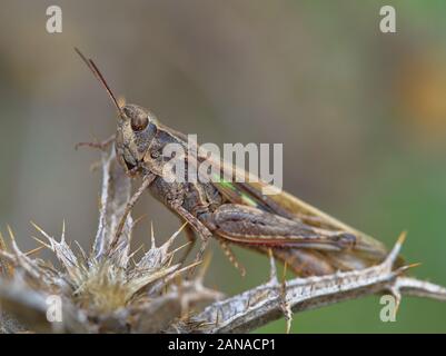 Brauner Grashüpfer mit grünen Streifen thront auf getrocknete Thistle auf unscharfen Hintergrund mit grünlich-gelb Tönen. Stockfoto