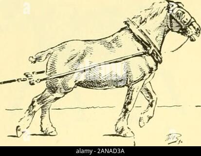 Die Punkte der Pferd: Eine bekannte Abhandlung über equine Konformation. Abb. 66. Lange schreiten. lo 5 GANGARTEN DES PFERDES.. Stockfoto