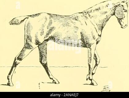 Die Punkte der Pferd: Eine bekannte Abhandlung über equine Konformation. Abb. 63. Abb. 64. Abb. 65. Stockfoto