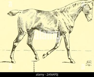 Die Punkte der Pferd: Eine bekannte Abhandlung über equine Konformation. Abb. 63. Abb. 64. Stockfoto