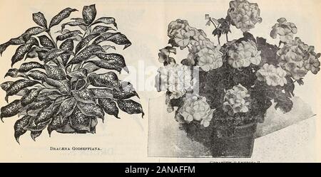 Dreer die vierteljährlichen Großhandel Preisliste: Werkzeuge, Düngemittel, Insektizide, Verbrauchsmaterialien, etc. n Die größte Fülle an langen, starke Stiele, für schnittblume Zwecke perfectlysuited. Die Blüten sind von geschäftsinteresse, perfekt in Form, mit Blütenblatt leicht eingekerbt. In habitit ist ähnlich zu A.D. Livoni, aber ist ein Mehr ausgiebige bloomerthan, blühende Sorte, während die Stiele averagelonger, und als das Werk Zweige in der Nähe vom Boden, itenables es Winden standhalten und drouth besser als andere Sorte. $ 2.50 pro Dutzend; $ 20,00 pro 100. Onr-Set von Einzelnen Dahlien. Für farbige Abbildung Stockfoto