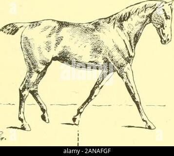 Die Punkte der Pferd: Eine bekannte Abhandlung über equine Konformation. Abb. 61. Abb. 62. ^ SS. Stockfoto