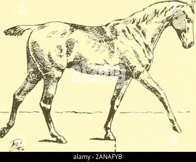 Die Punkte der Pferd: Eine bekannte Abhandlung über equine Konformation. Abb. 61. Abb. 62. ^ SS Stockfoto