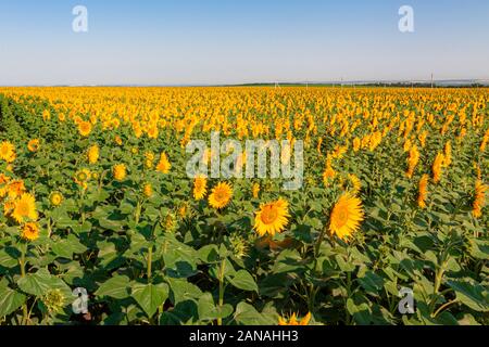 Blühende Feld mit Sonnenblumen vor dem Hintergrund der Sommer, blauer Himmel. Stockfoto